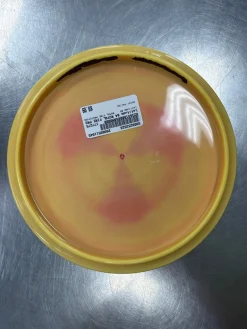 Used Latitude 64 ROYAL FIRE PROTOTYPE Disc Golf Mid Range Yellow